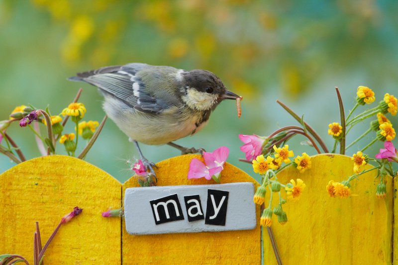 Young Great Tit perched on a decorated fence, landscape orientation