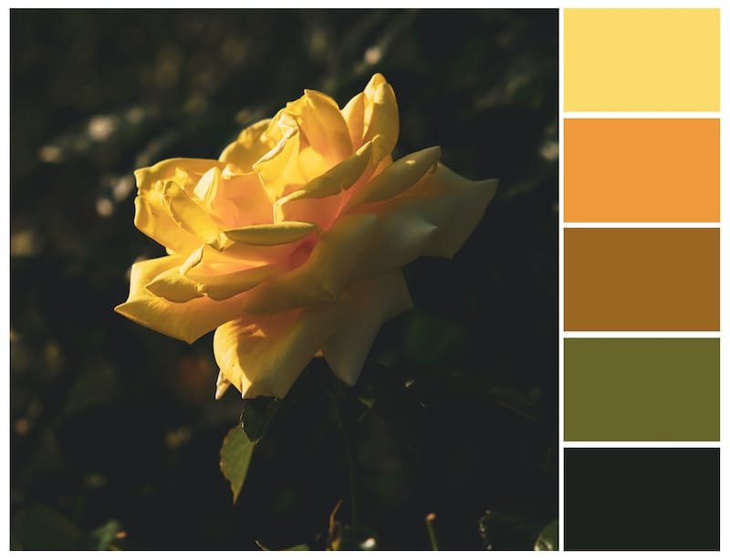 complementary colors on color wheel commercial space