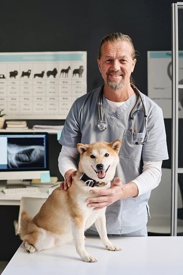 dog at doctor appointment in veterinary clinic